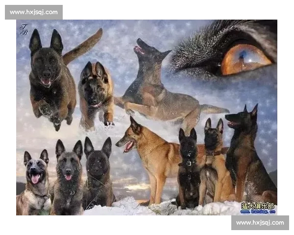 震撼实拍比利时马犬竞技比赛视频展现速度力量与服从巅峰对决魅力